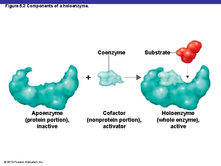 Figure 5. 3 Components of a holoenzyme. Coenzyme Apoenzyme (protein portion), inactive © 2013