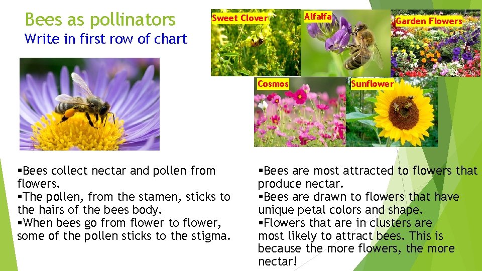 Bees as pollinators Sweet Clover Alfalfa Garden Flowers Write in first row of chart