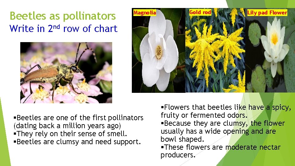 Beetles as pollinators Magnolia Gold rod Lily pad Flower Write in 2 nd row