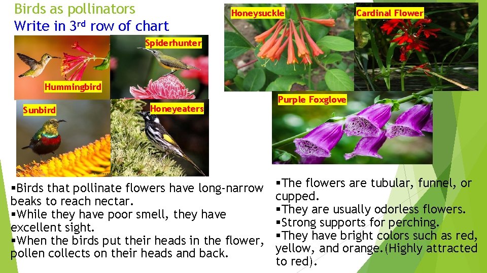 Birds as pollinators Write in 3 rd row of chart Honeysuckle Cardinal Flower Spiderhunter