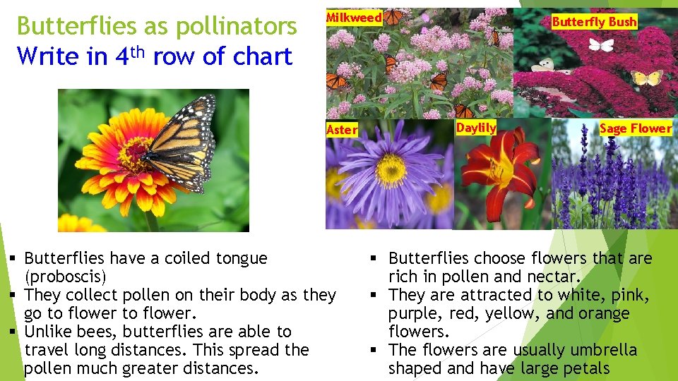 Butterflies as pollinators Write in 4 th row of chart Milkweed Aster § Butterflies