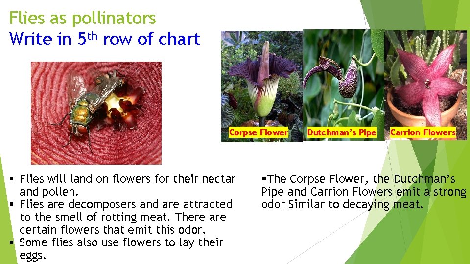 Flies as pollinators Write in 5 th row of chart Corpse Flower § Flies