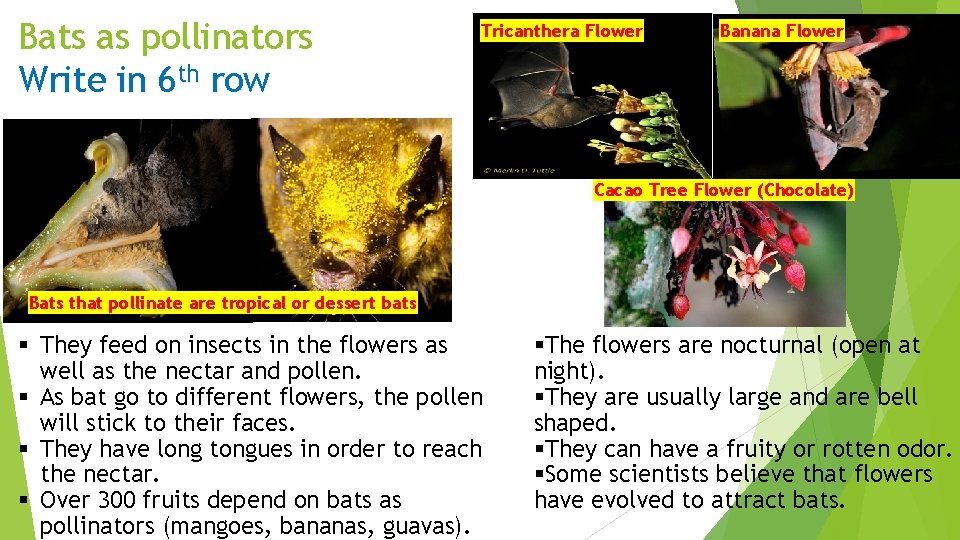 Bats as pollinators Write in 6 th row Tricanthera Flower Banana Flower Cacao Tree