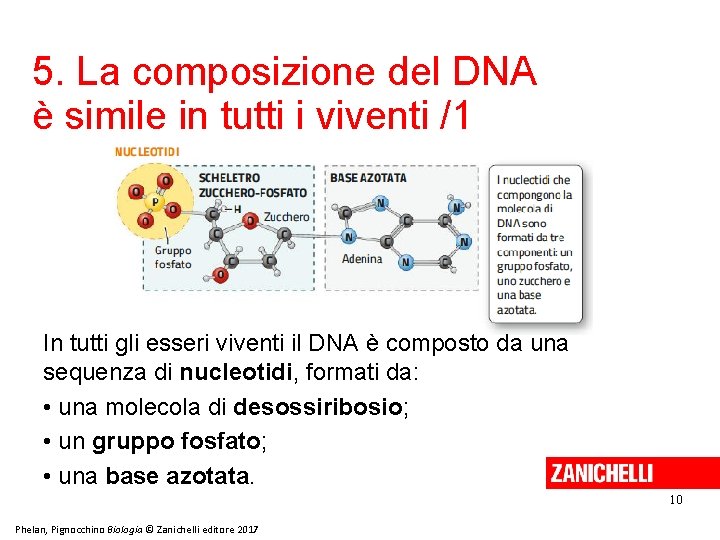 5. La composizione del DNA è simile in tutti i viventi /1 In tutti