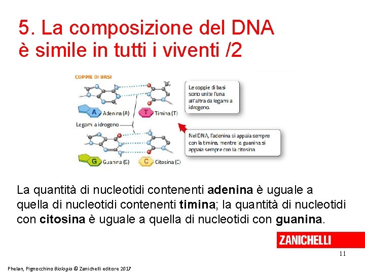 5. La composizione del DNA è simile in tutti i viventi /2 La quantità