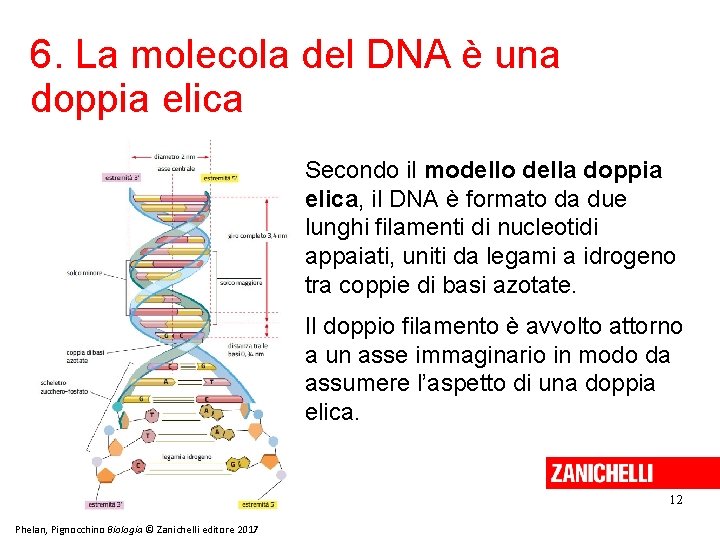 6. La molecola del DNA è una doppia elica Secondo il modello della doppia