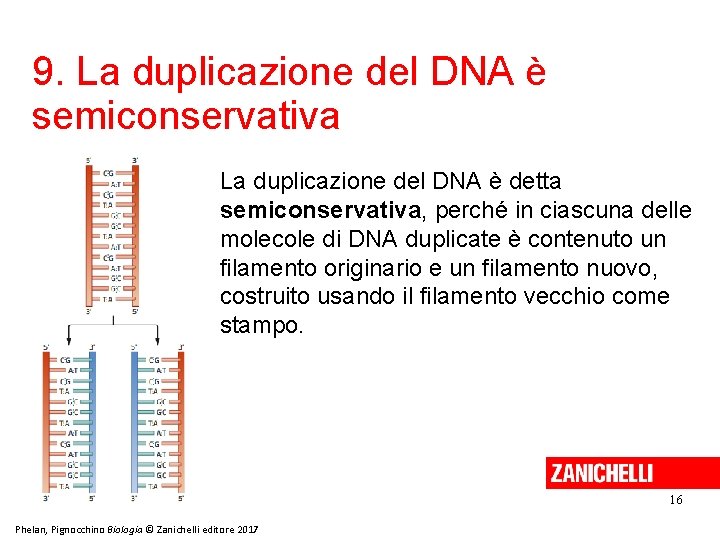 9. La duplicazione del DNA è semiconservativa La duplicazione del DNA è detta semiconservativa,
