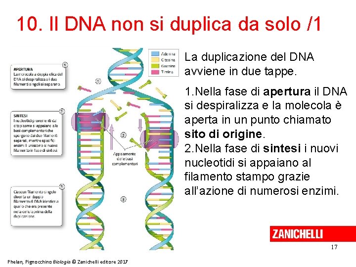 10. Il DNA non si duplica da solo /1 La duplicazione del DNA avviene