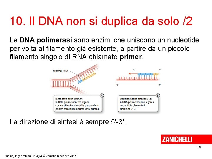 10. Il DNA non si duplica da solo /2 Le DNA polimerasi sono enzimi
