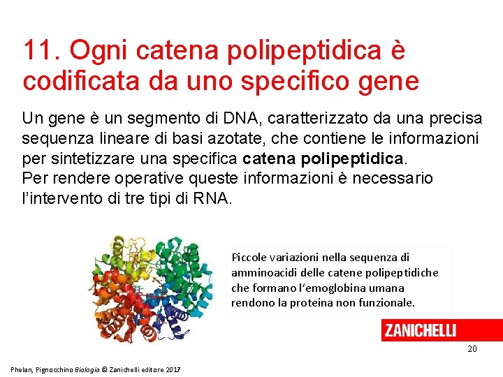 11. Ogni catena polipeptidica è codificata da uno specifico gene Un gene è un