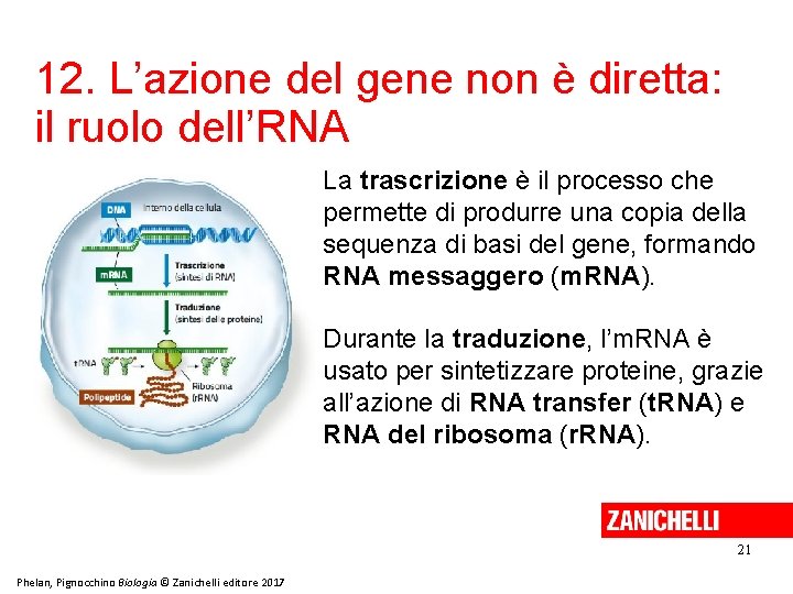 12. L’azione del gene non è diretta: il ruolo dell’RNA La trascrizione è il