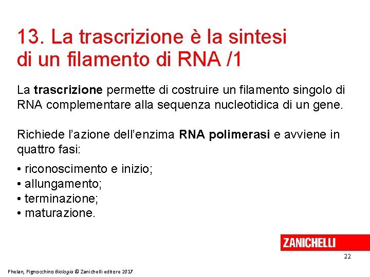 13. La trascrizione è la sintesi di un filamento di RNA /1 La trascrizione