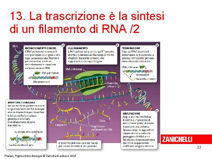 13. La trascrizione è la sintesi di un filamento di RNA /2 23 Phelan,