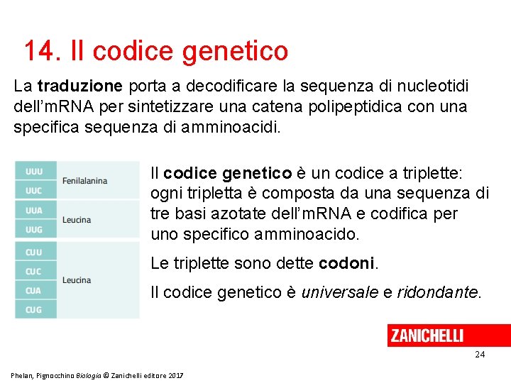 14. Il codice genetico La traduzione porta a decodificare la sequenza di nucleotidi dell’m.