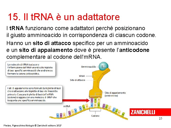 15. Il t. RNA è un adattatore I t. RNA funzionano come adattatori perché