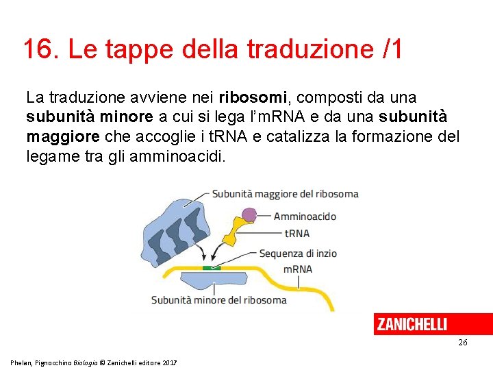 16. Le tappe della traduzione /1 La traduzione avviene nei ribosomi, composti da una