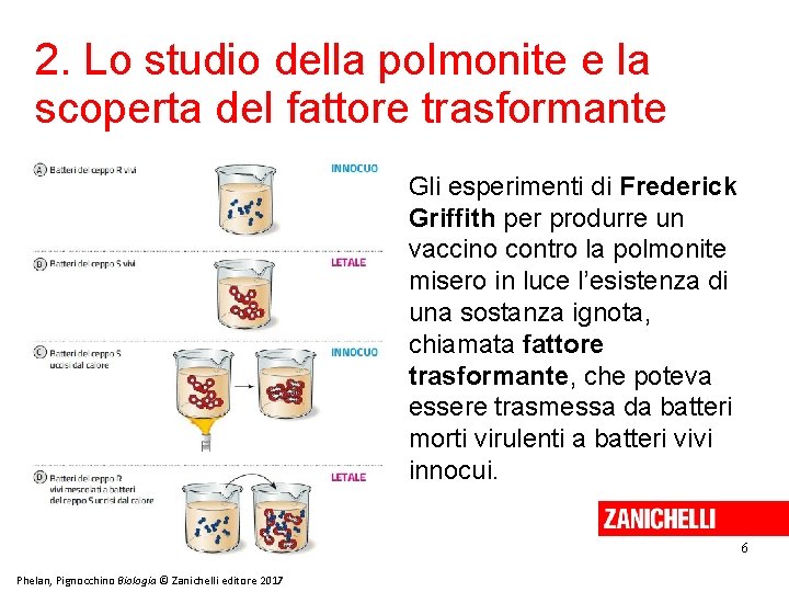 2. Lo studio della polmonite e la scoperta del fattore trasformante Gli esperimenti di