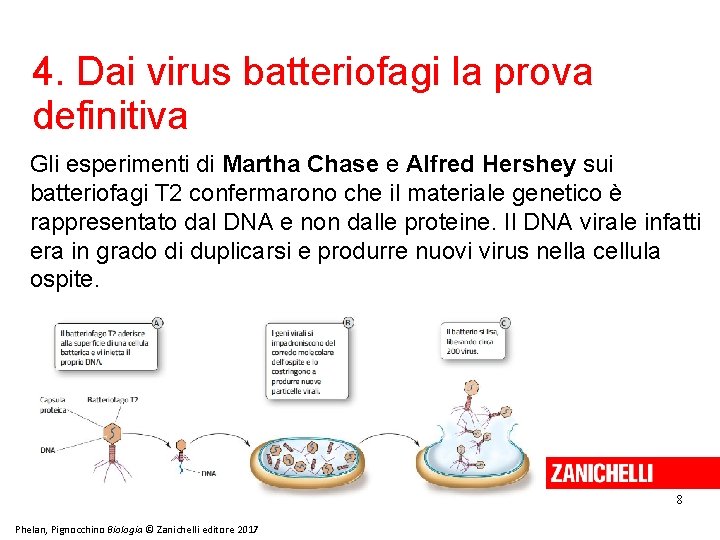 4. Dai virus batteriofagi la prova definitiva Gli esperimenti di Martha Chase e Alfred