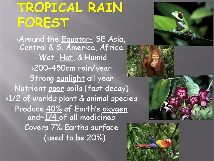 TROPICAL RAIN FOREST • Around the Equator- SE Asia, Central & S. America, Africa