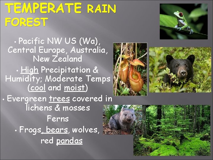 TEMPERATE RAIN FOREST Pacific NW US (Wa), Central Europe, Australia, New Zealand • High