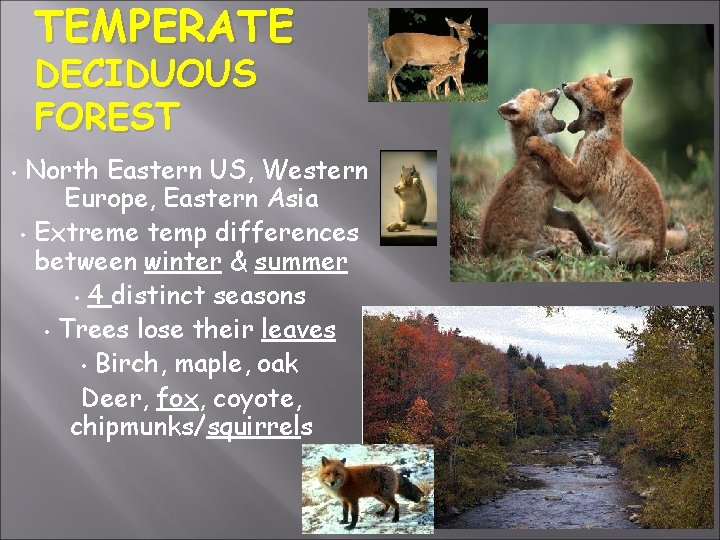 TEMPERATE DECIDUOUS FOREST • North Eastern US, Western Europe, Eastern Asia • Extreme temp