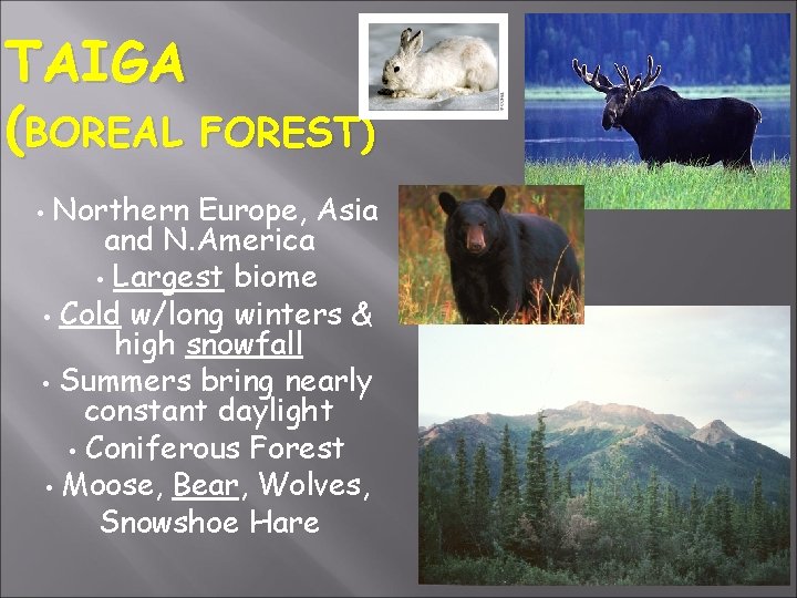 TAIGA (BOREAL FOREST) Northern Europe, Asia and N. America • Largest biome • Cold