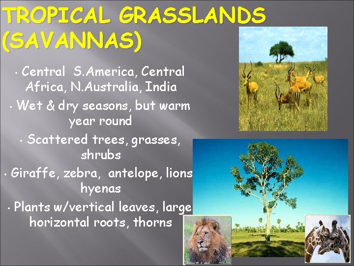 TROPICAL GRASSLANDS (SAVANNAS) Central S. America, Central Africa, N. Australia, India • Wet &