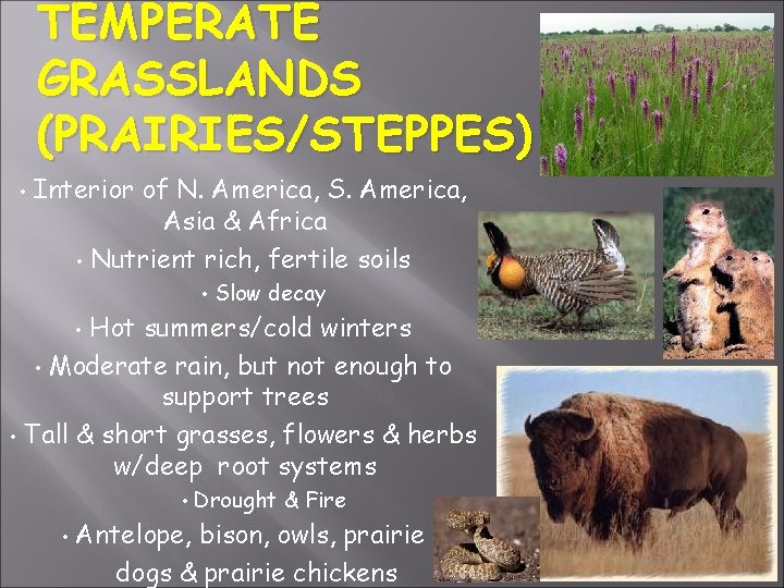 TEMPERATE GRASSLANDS (PRAIRIES/STEPPES) • Interior of N. America, S. America, Asia & Africa •