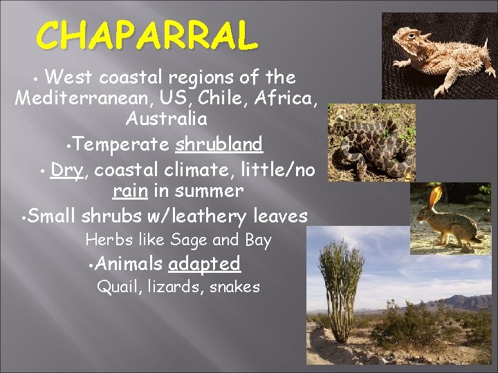 CHAPARRAL West coastal regions of the Mediterranean, US, Chile, Africa, Australia • Temperate shrubland