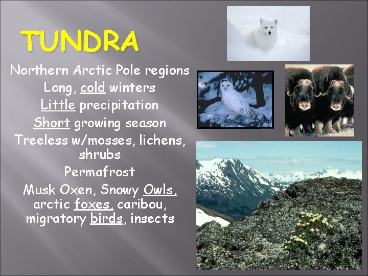TUNDRA Northern Arctic Pole regions Long, cold winters Little precipitation Short growing season Treeless