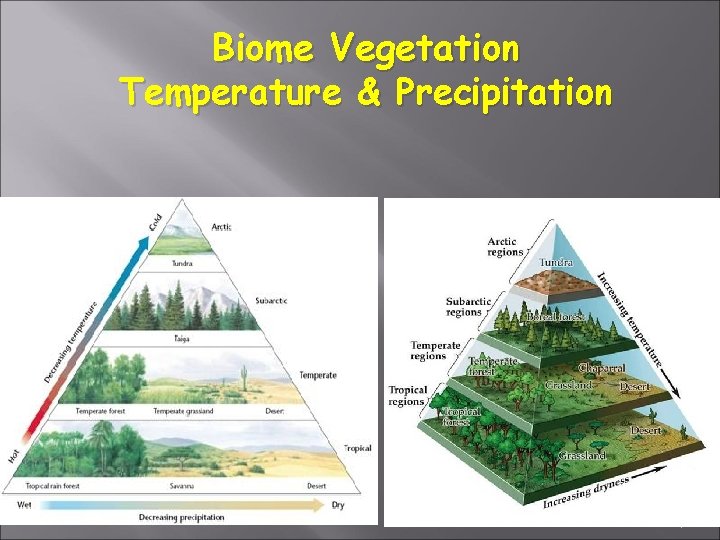 Biome Vegetation Temperature & Precipitation 4 