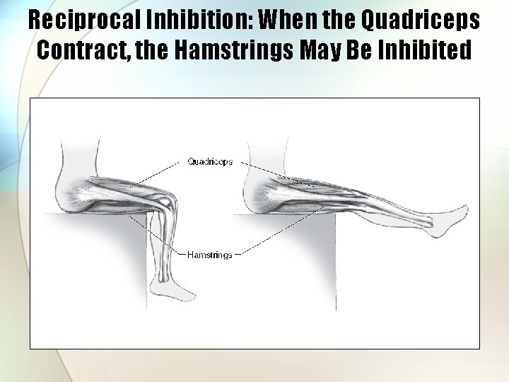 Reciprocal Inhibition: When the Quadriceps Contract, the Hamstrings May Be Inhibited 