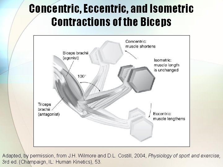 Concentric, Eccentric, and Isometric Contractions of the Biceps Adapted, by permission, from J. H.