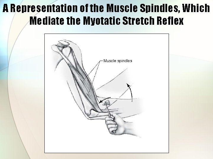 A Representation of the Muscle Spindles, Which Mediate the Myotatic Stretch Reflex 