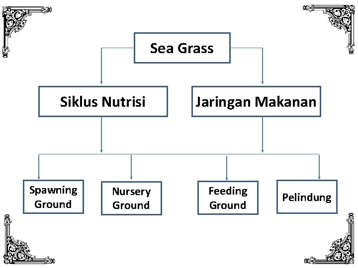 Sea Grass Siklus Nutrisi Spawning Ground Nursery Ground Jaringan Makanan Feeding Ground Pelindung 