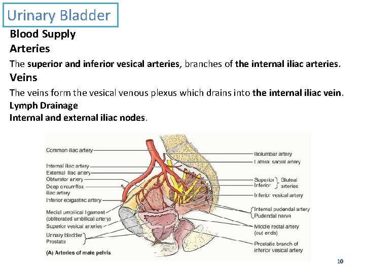 Urinary Bladder Blood Supply Arteries The superior and inferior vesical arteries, branches of the
