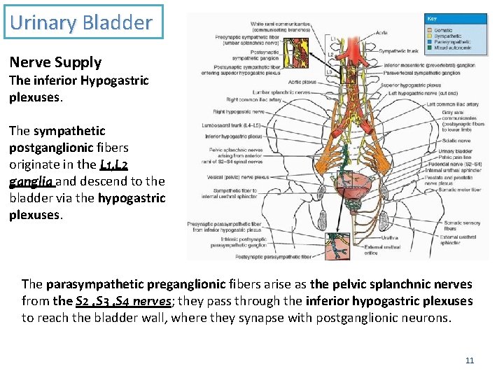 Urinary Bladder Nerve Supply The inferior Hypogastric plexuses. The sympathetic postganglionic fibers originate in