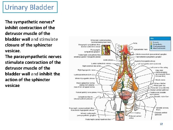 Urinary Bladder The sympathetic nerves* inhibit contraction of the detrusor muscle of the bladder