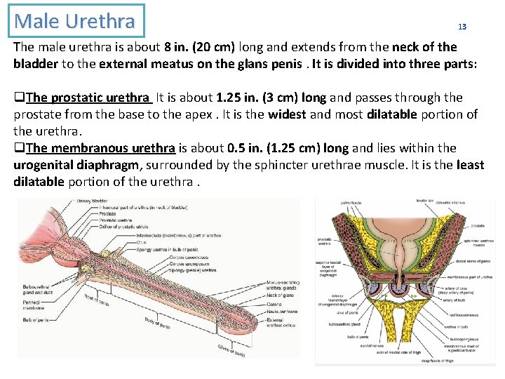 Male Urethra 13 The male urethra is about 8 in. (20 cm) long and