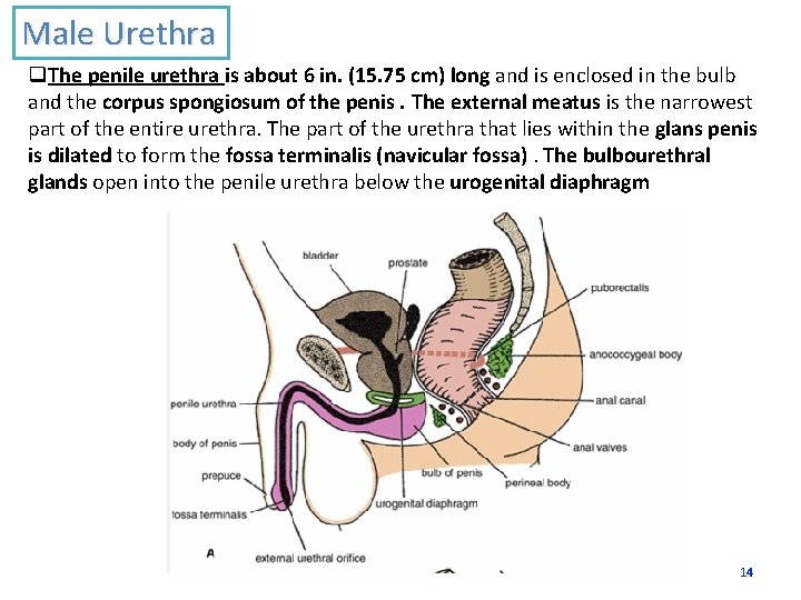 Male Urethra q. The penile urethra is about 6 in. (15. 75 cm) long
