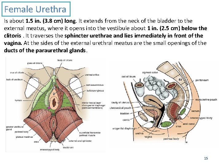 Female Urethra Is about 1. 5 in. (3. 8 cm) long. It extends from