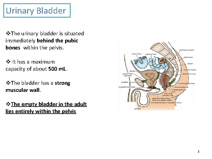 Urinary Bladder v. The urinary bladder is situated immediately behind the pubic bones within