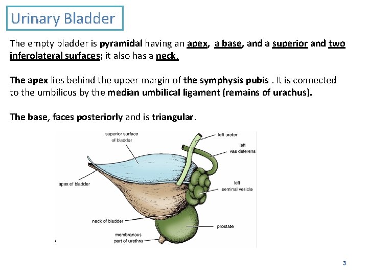 Urinary Bladder The empty bladder is pyramidal having an apex, a base, and a