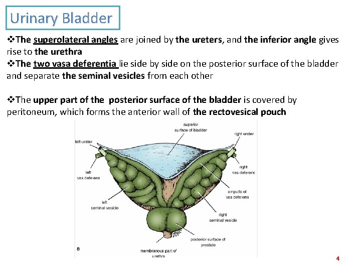 Urinary Bladder v. The superolateral angles are joined by the ureters, and the inferior