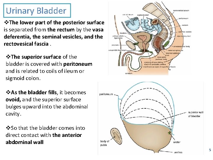 Urinary Bladder v. The lower part of the posterior surface is separated from the