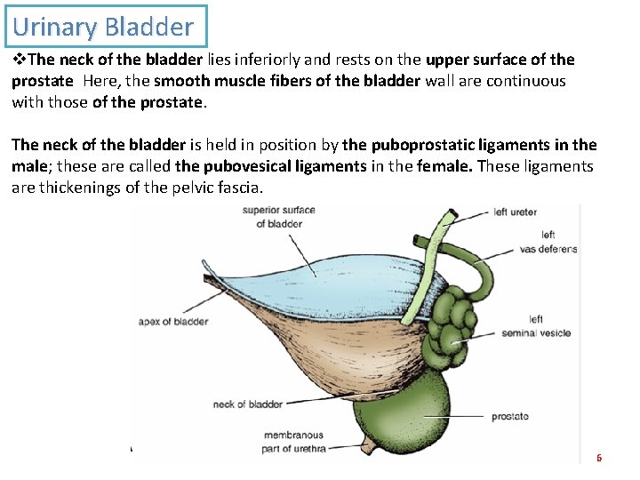 Urinary Bladder v. The neck of the bladder lies inferiorly and rests on the