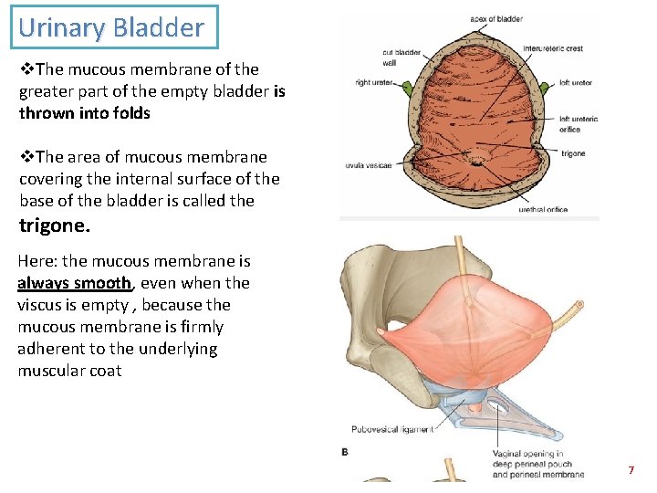 Urinary Bladder v. The mucous membrane of the greater part of the empty bladder