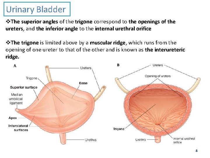 Urinary Bladder v. The superior angles of the trigone correspond to the openings of