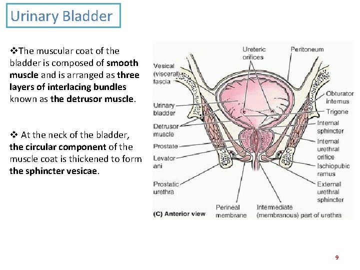 Urinary Bladder v. The muscular coat of the bladder is composed of smooth muscle