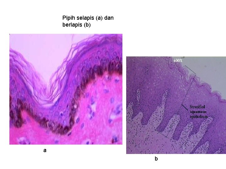 Pipih selapis (a) dan berlapis (b) a b 